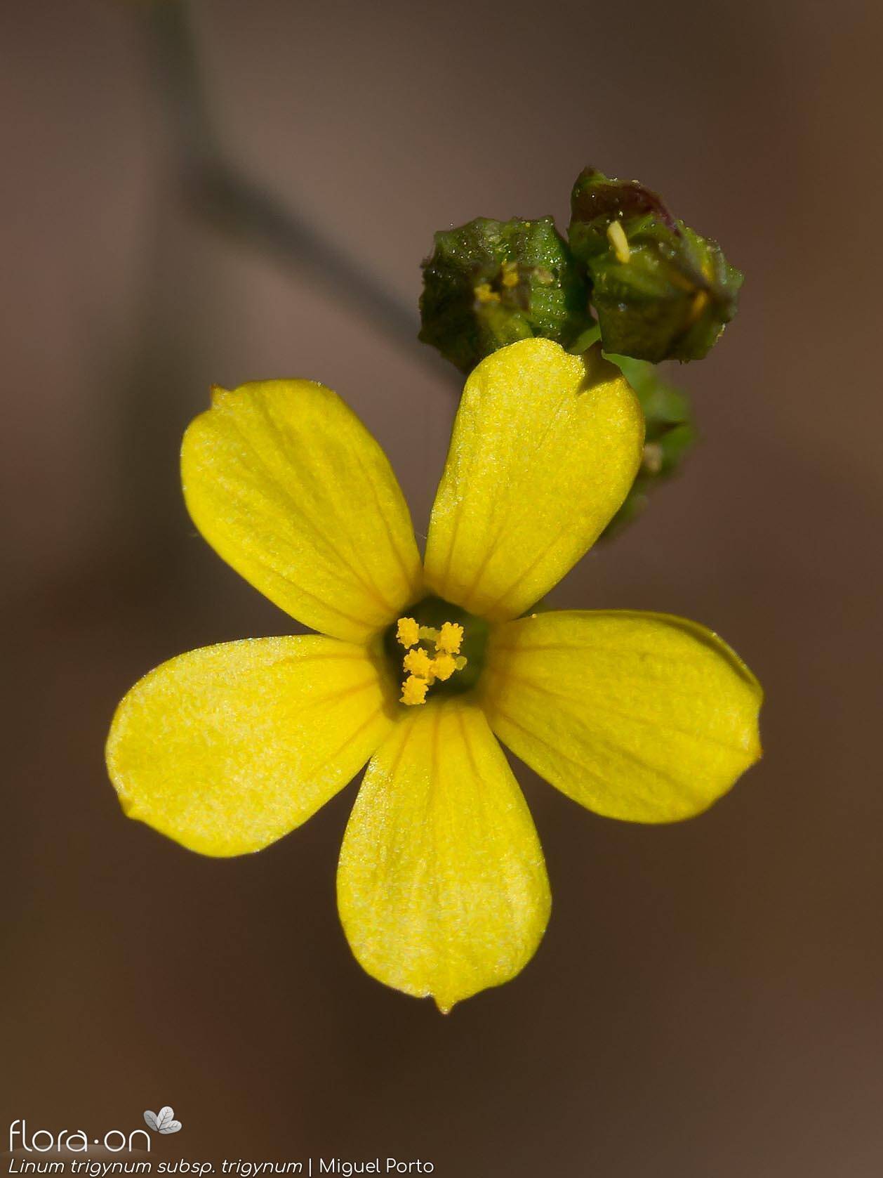 Linum trigynum - Flor (close-up) | Miguel Porto; CC BY-NC 4.0