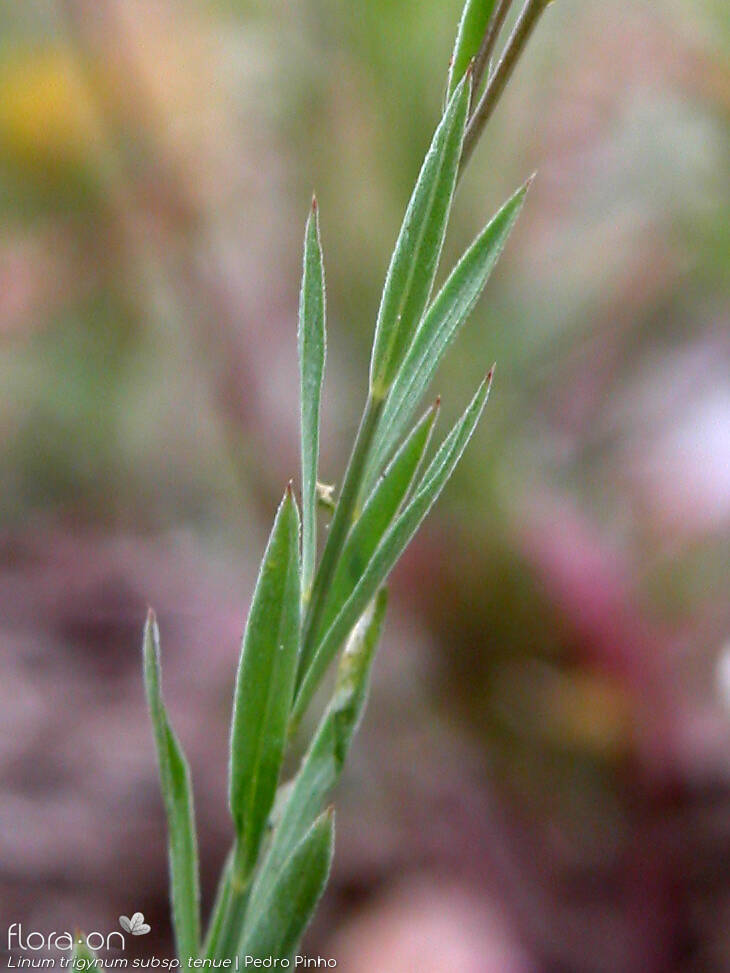Linum trigynum - Folha | Pedro Pinho; CC BY-NC 4.0