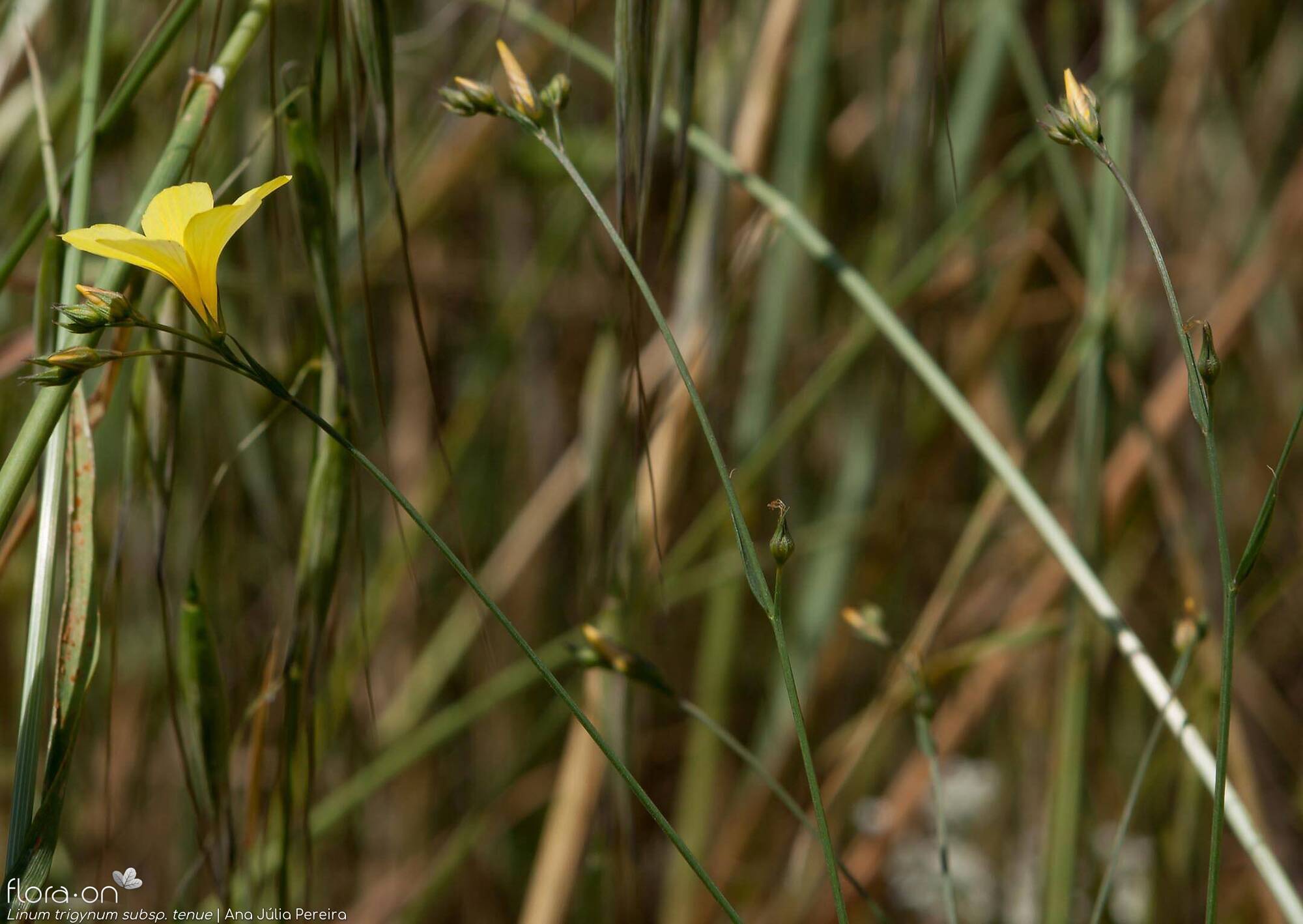Linum trigynum - Flor (geral) | Ana Júlia Pereira; CC BY-NC 4.0