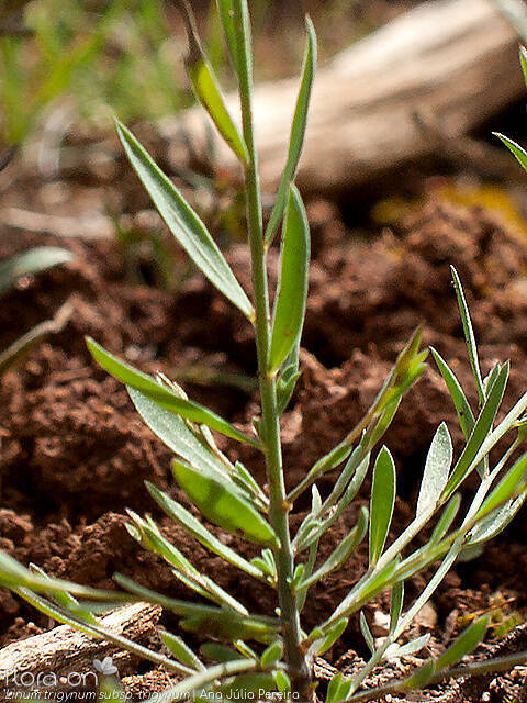 Linum trigynum - Folha | Ana Júlia Pereira; CC BY-NC 4.0