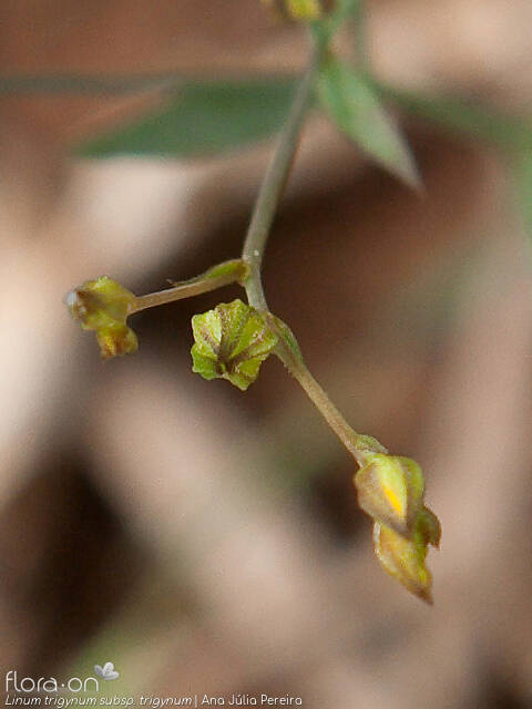 Linum trigynum - Flor (close-up) | Ana Júlia Pereira; CC BY-NC 4.0