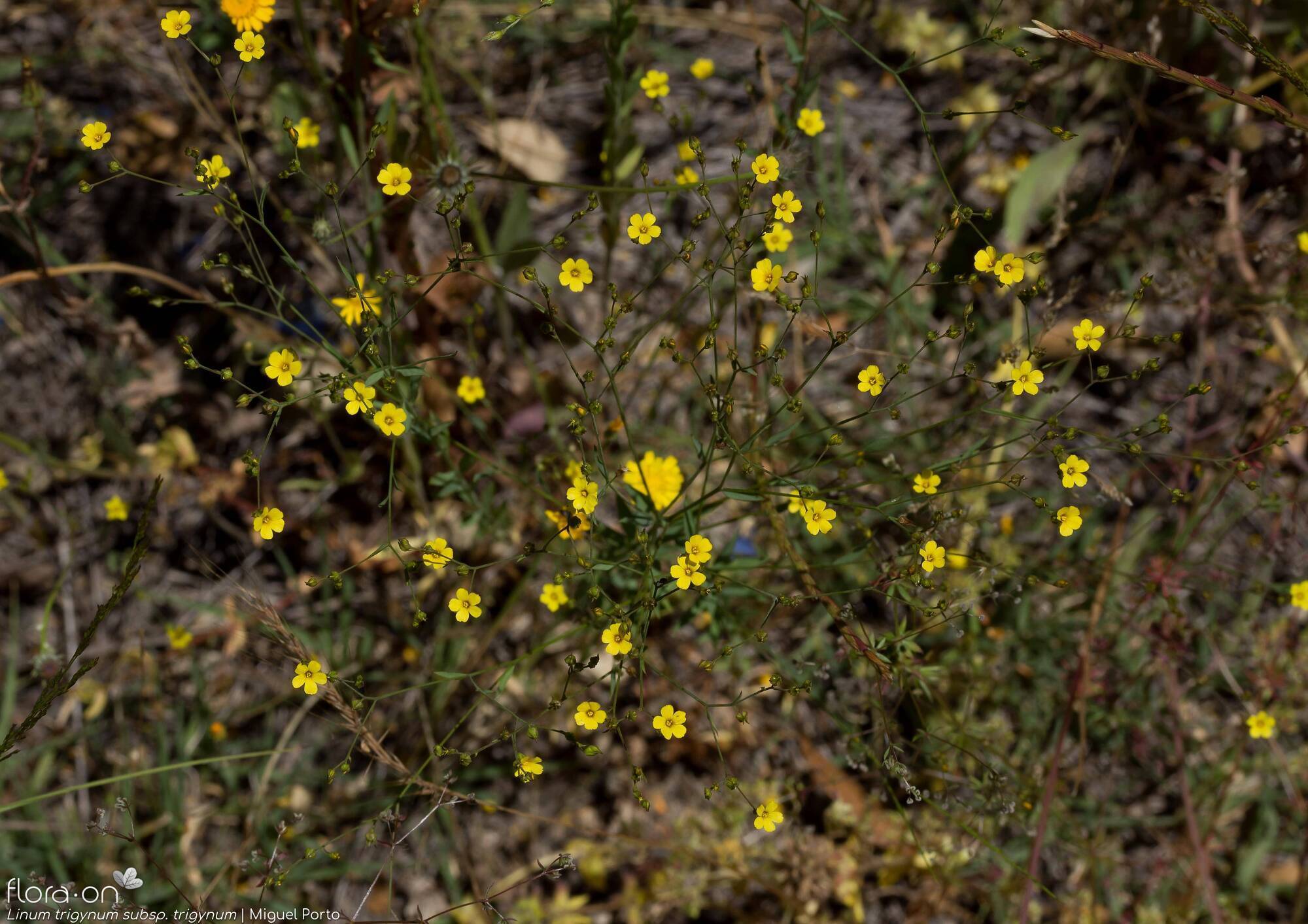 Linum trigynum - Hábito | Miguel Porto; CC BY-NC 4.0