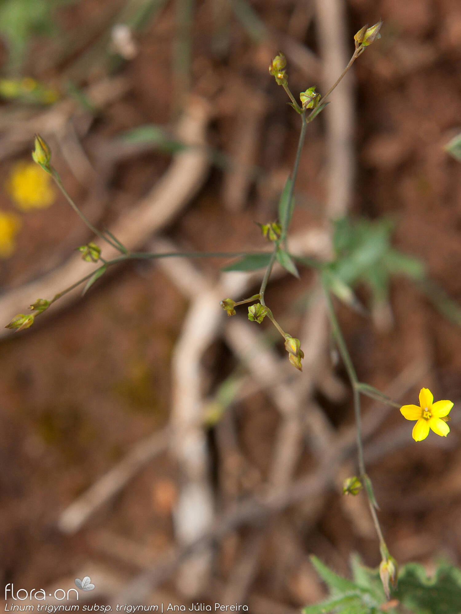 Linum trigynum - Flor (geral) | Ana Júlia Pereira; CC BY-NC 4.0
