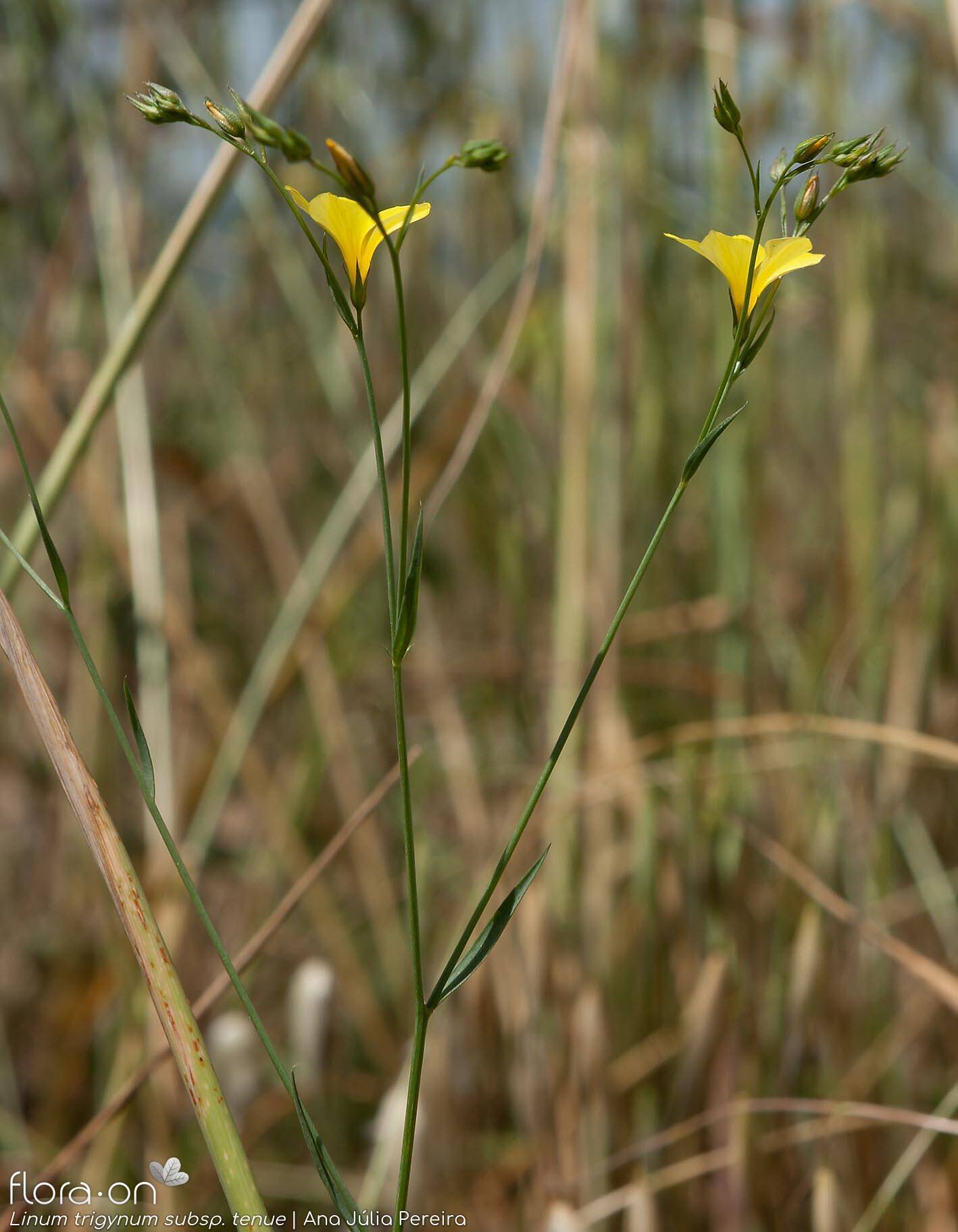 Linum trigynum - Flor (geral) | Ana Júlia Pereira; CC BY-NC 4.0