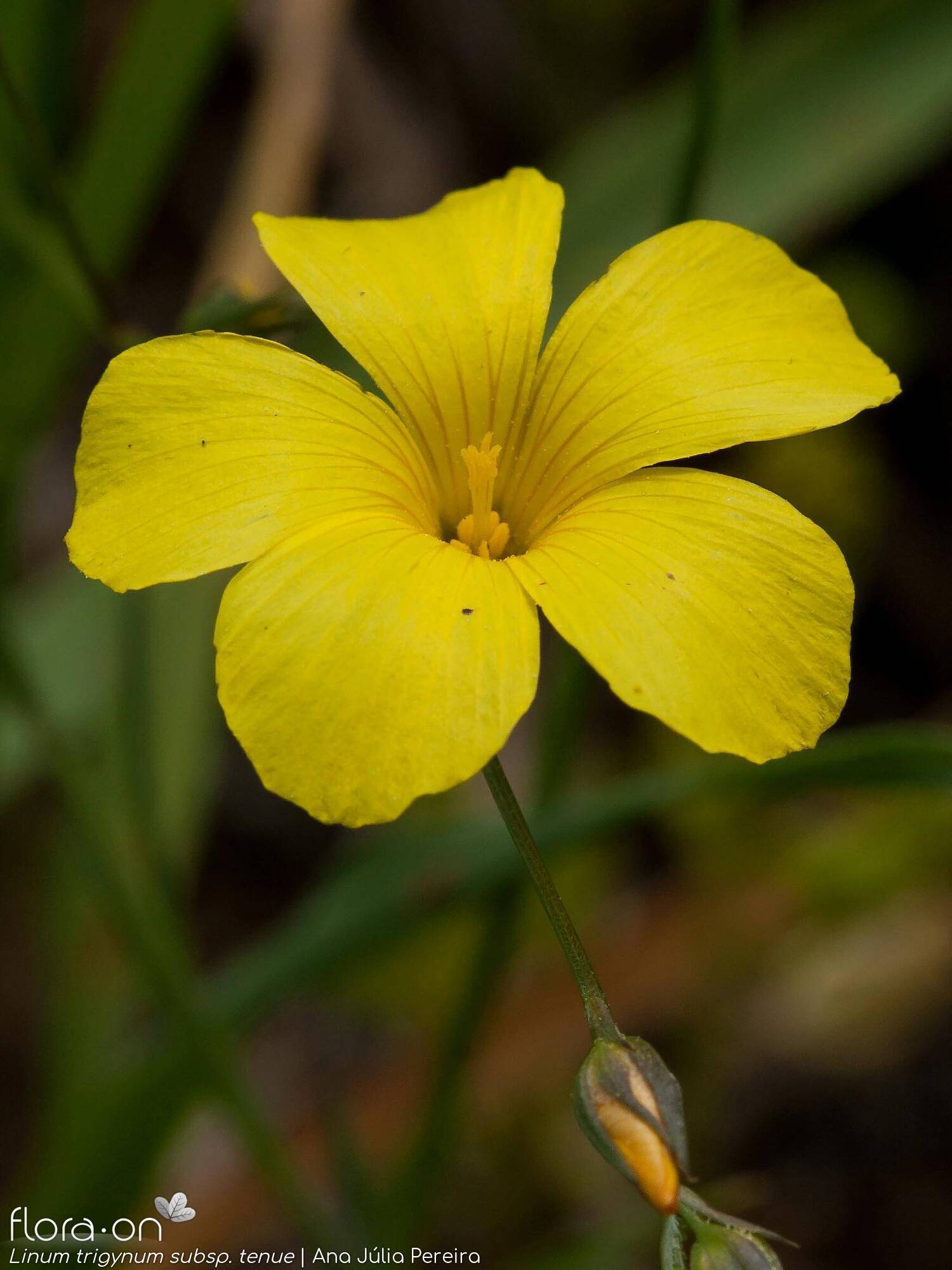 Linum trigynum - Flor (close-up) | Ana Júlia Pereira; CC BY-NC 4.0
