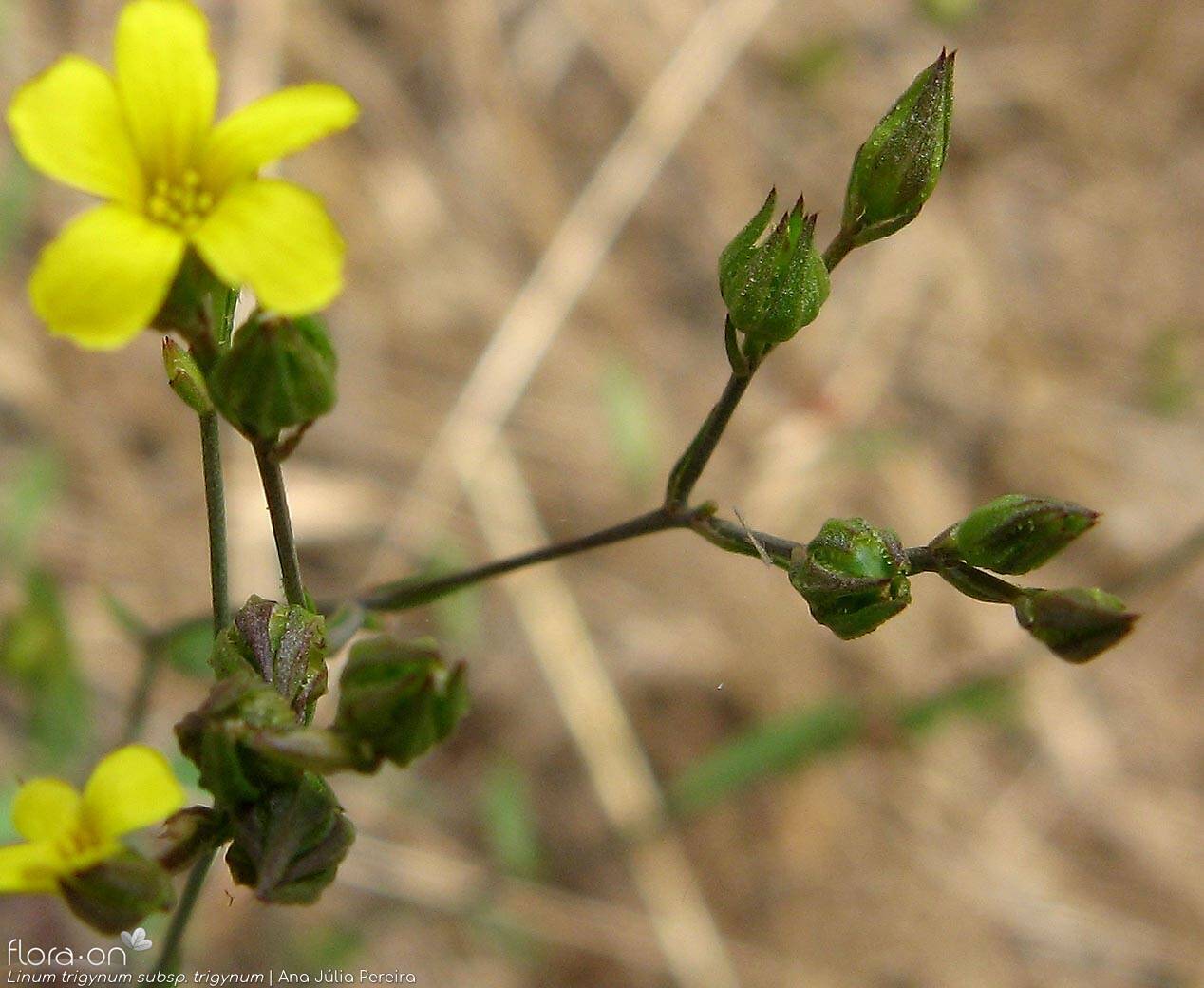 Linum trigynum - Flor (geral) | Ana Júlia Pereira; CC BY-NC 4.0