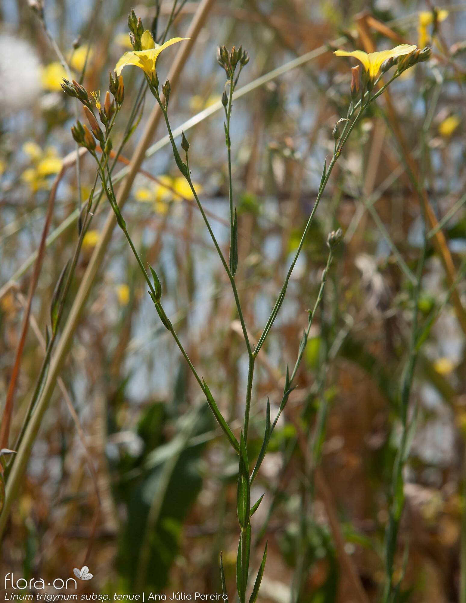 Linum trigynum - Hábito | Ana Júlia Pereira; CC BY-NC 4.0