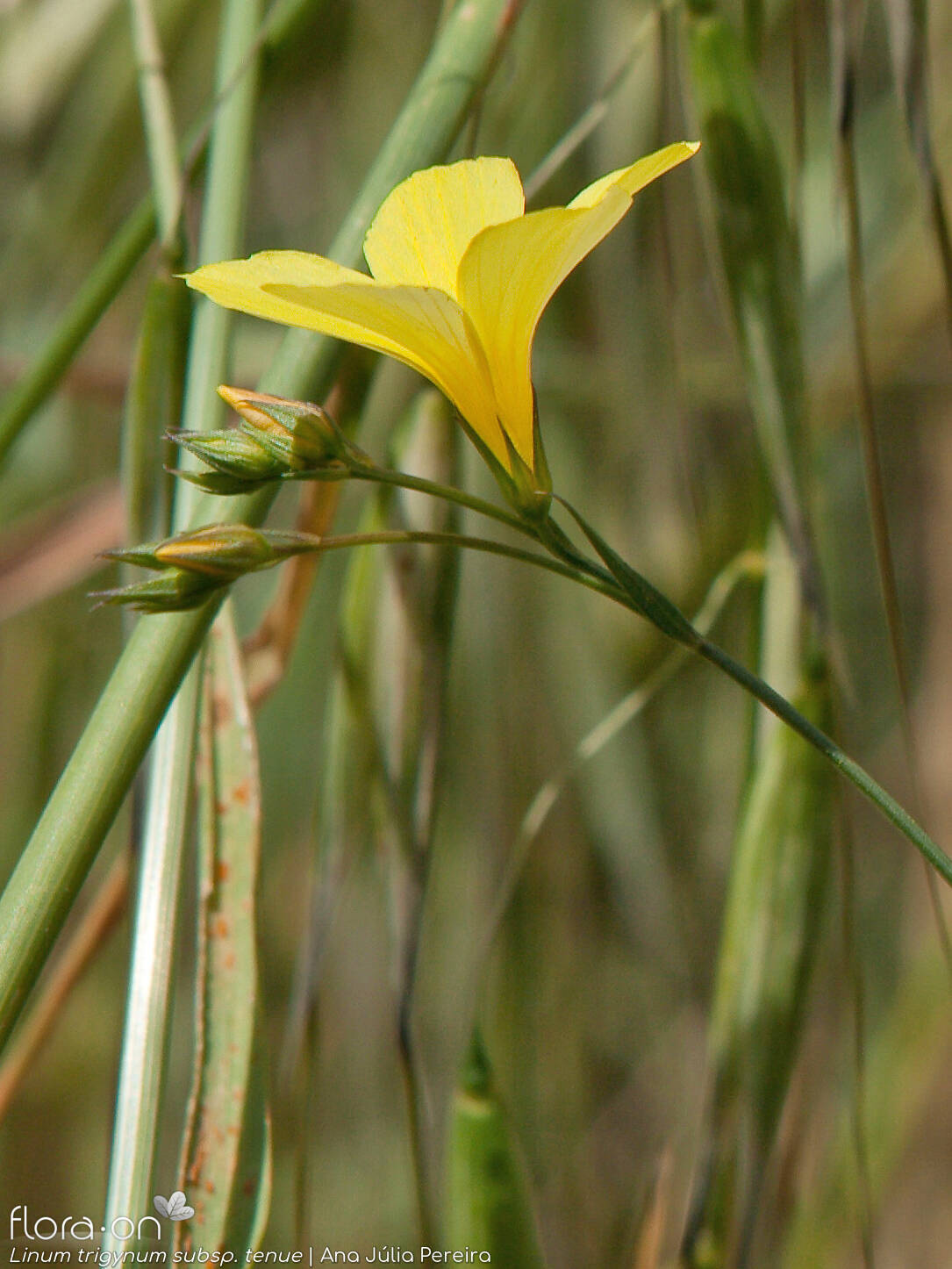 Linum trigynum - Flor (close-up) | Ana Júlia Pereira; CC BY-NC 4.0