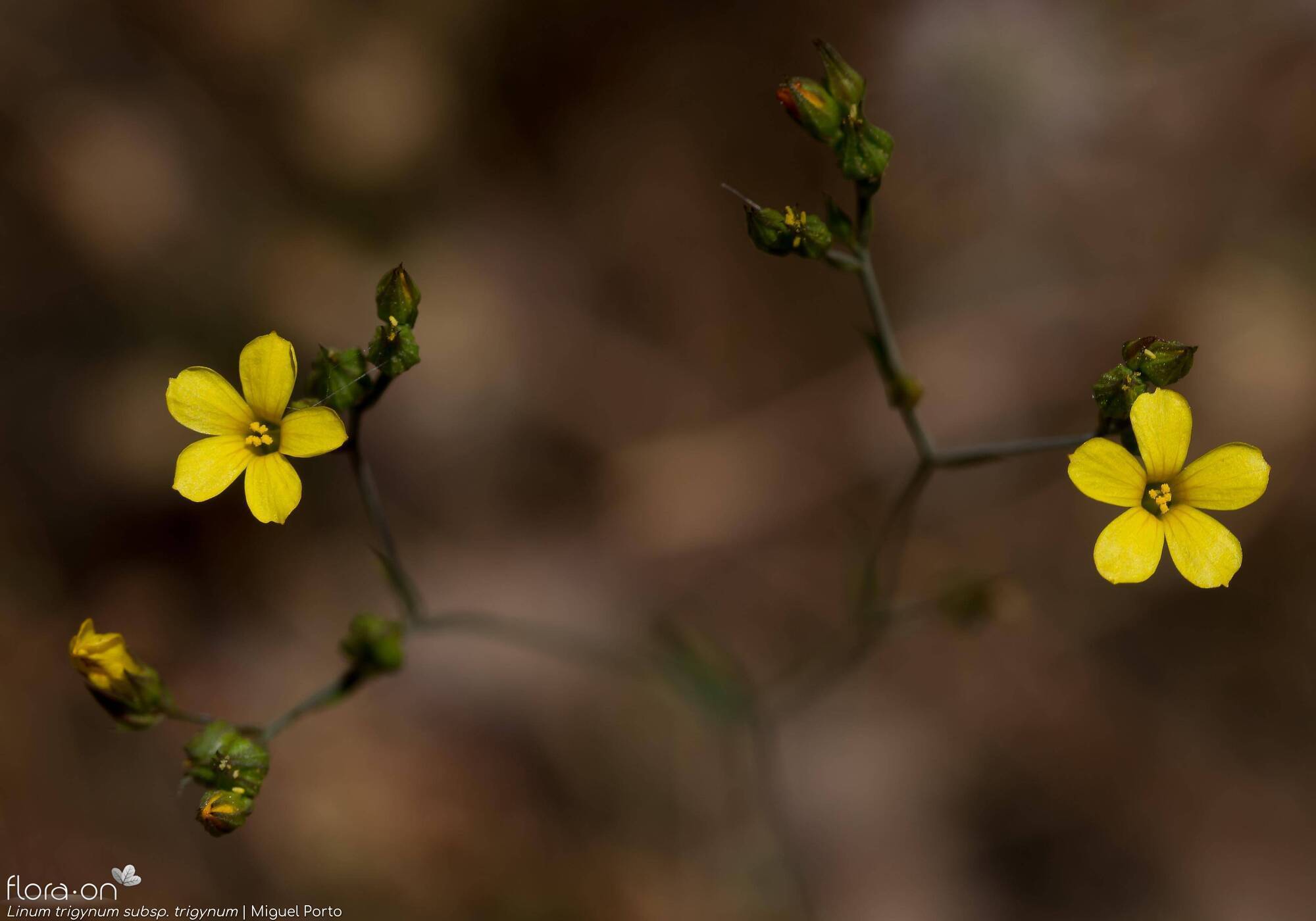 Linum trigynum - Flor (geral) | Miguel Porto; CC BY-NC 4.0