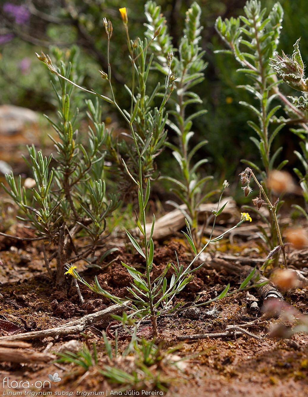 Linum trigynum - Hábito | Ana Júlia Pereira; CC BY-NC 4.0