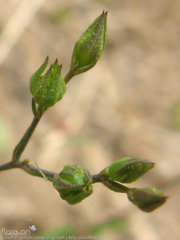 Linum trigynum - Flor (close-up) | Ana Júlia Pereira; CC BY-NC 4.0