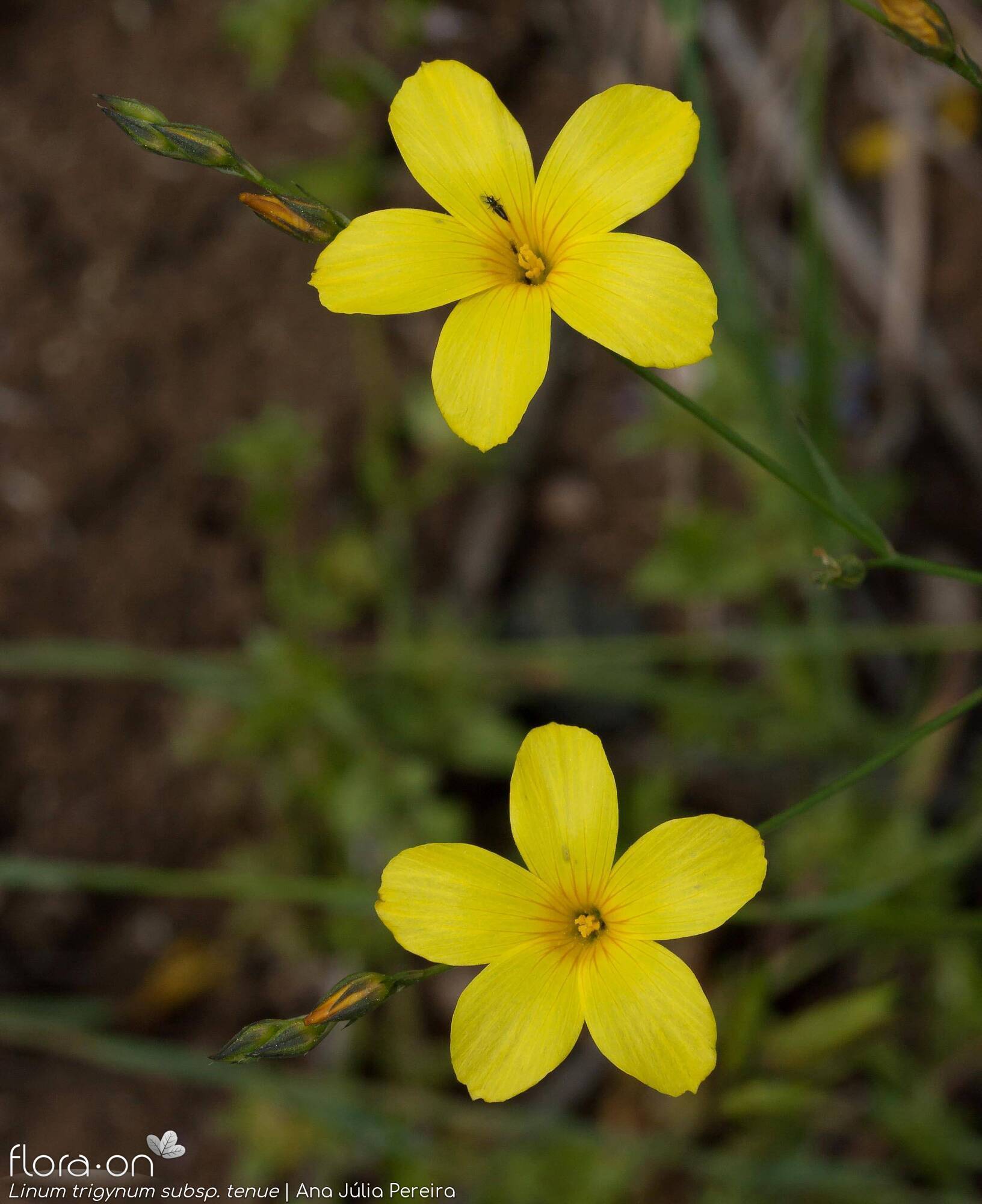 Linum trigynum - Flor (geral) | Ana Júlia Pereira; CC BY-NC 4.0