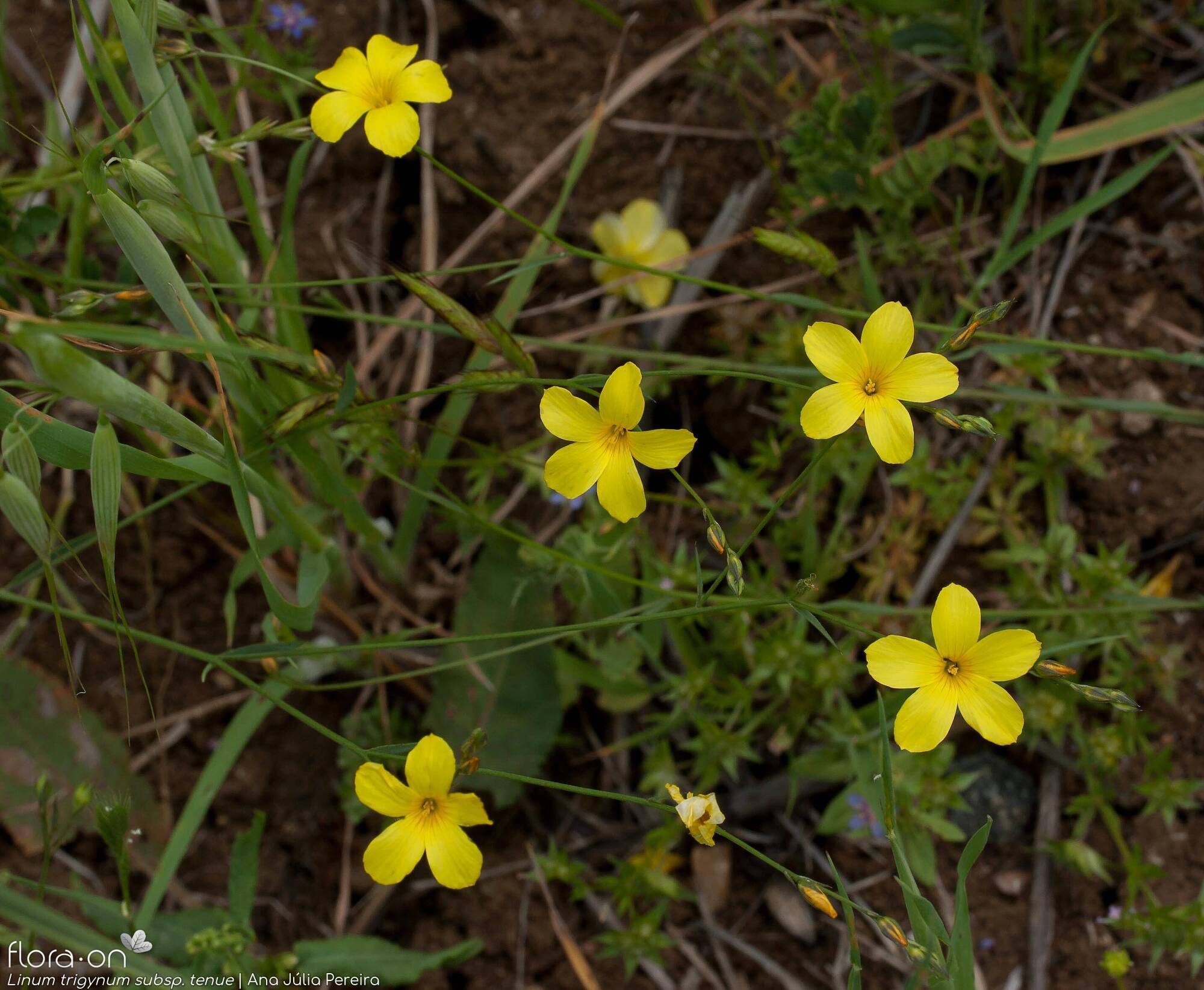Linum trigynum - Flor (geral) | Ana Júlia Pereira; CC BY-NC 4.0