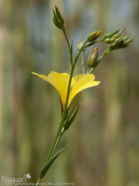 Linum trigynum - Flor (geral) | Ana Júlia Pereira; CC BY-NC 4.0