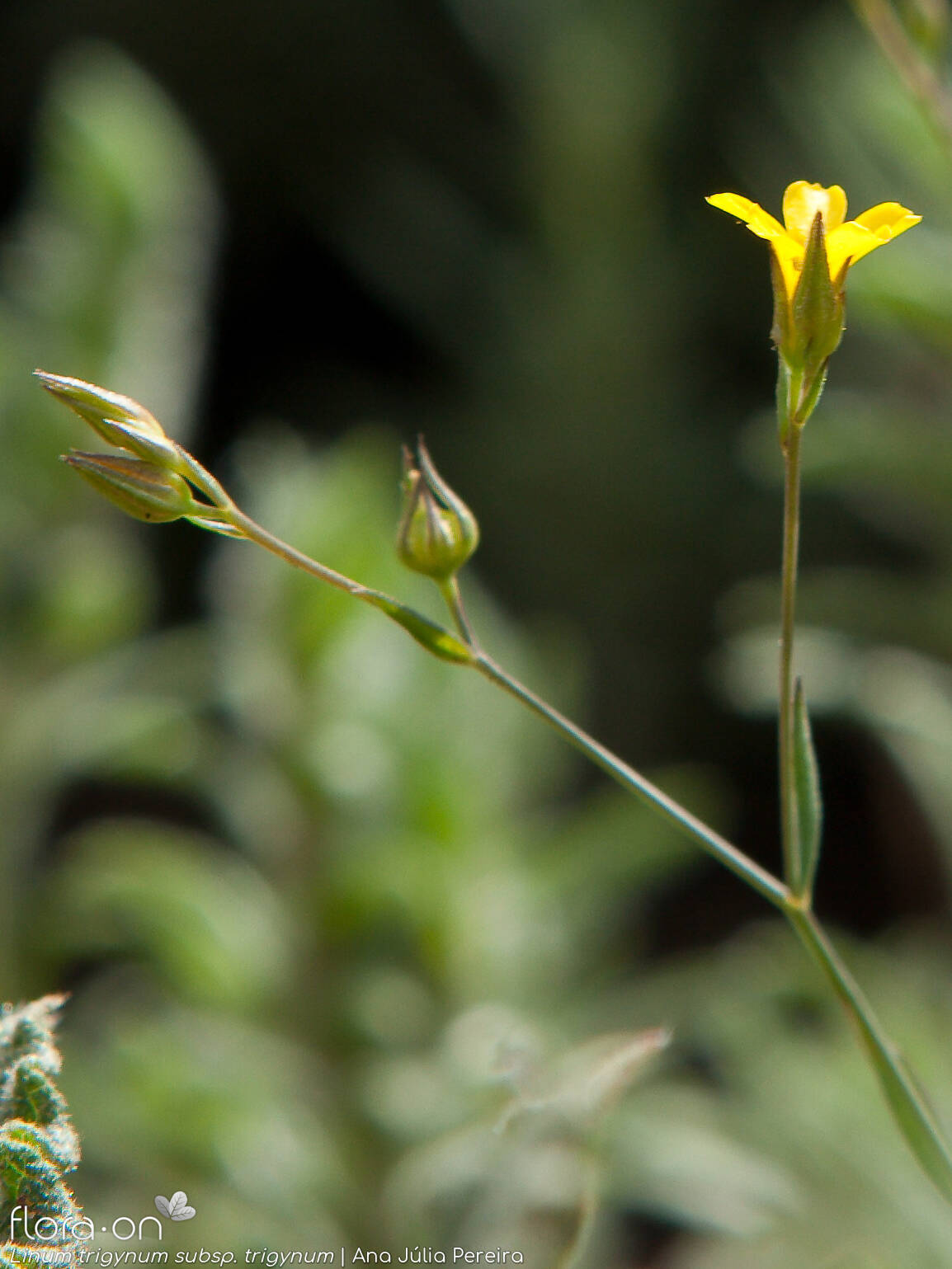 Linum trigynum - Flor (geral) | Ana Júlia Pereira; CC BY-NC 4.0