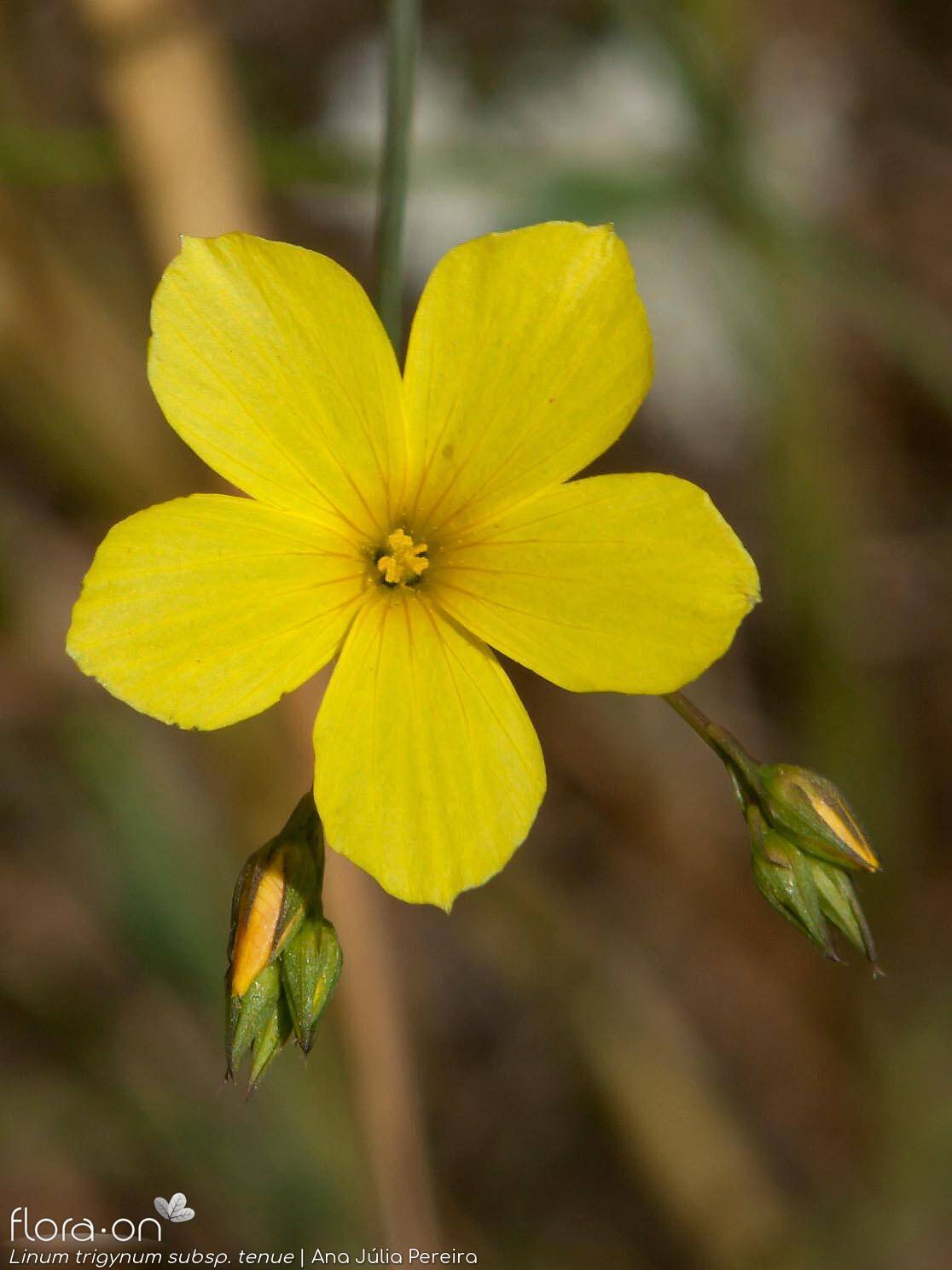 Linum trigynum - Flor (close-up) | Ana Júlia Pereira; CC BY-NC 4.0