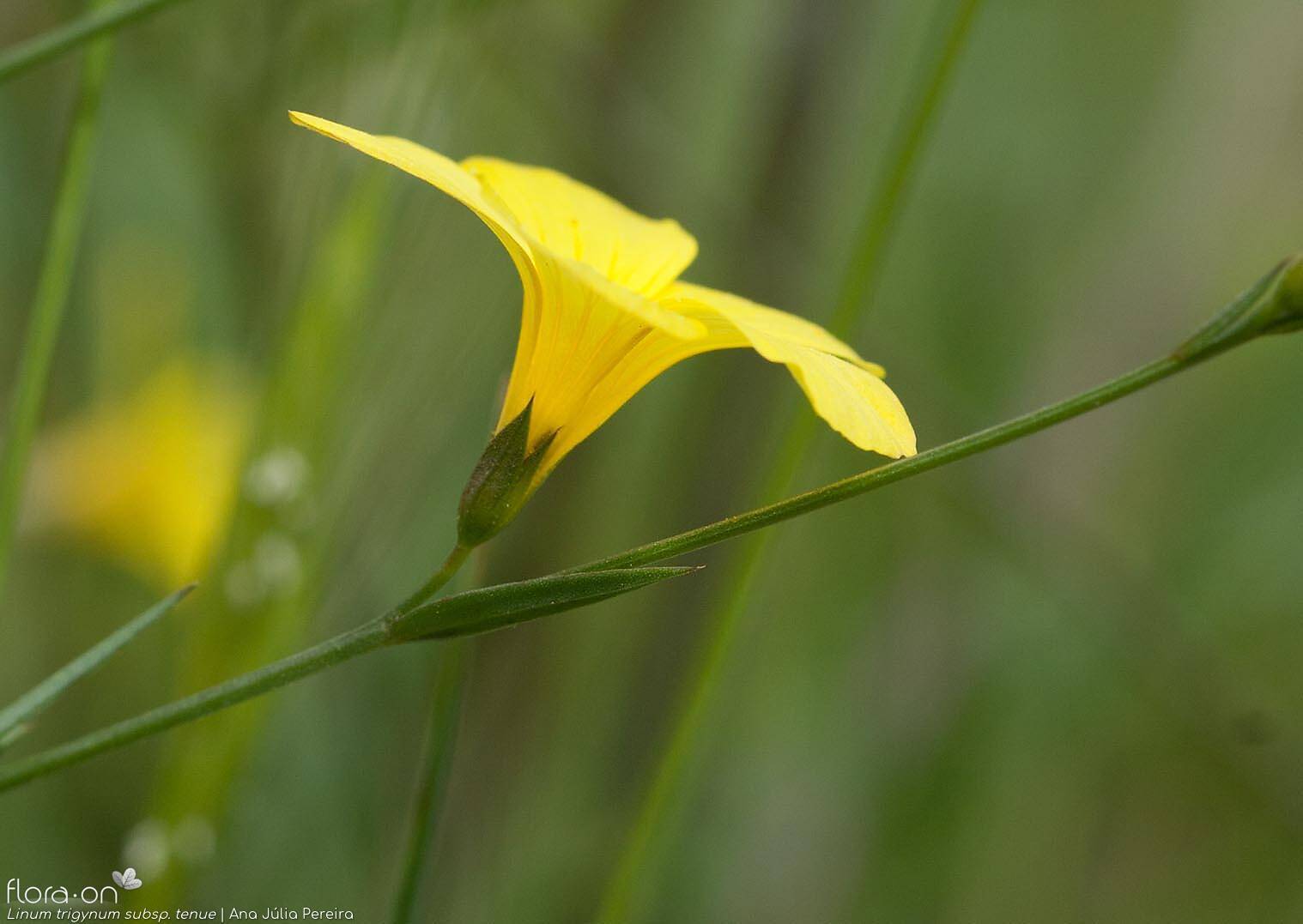 Linum trigynum - Flor (close-up) | Ana Júlia Pereira; CC BY-NC 4.0