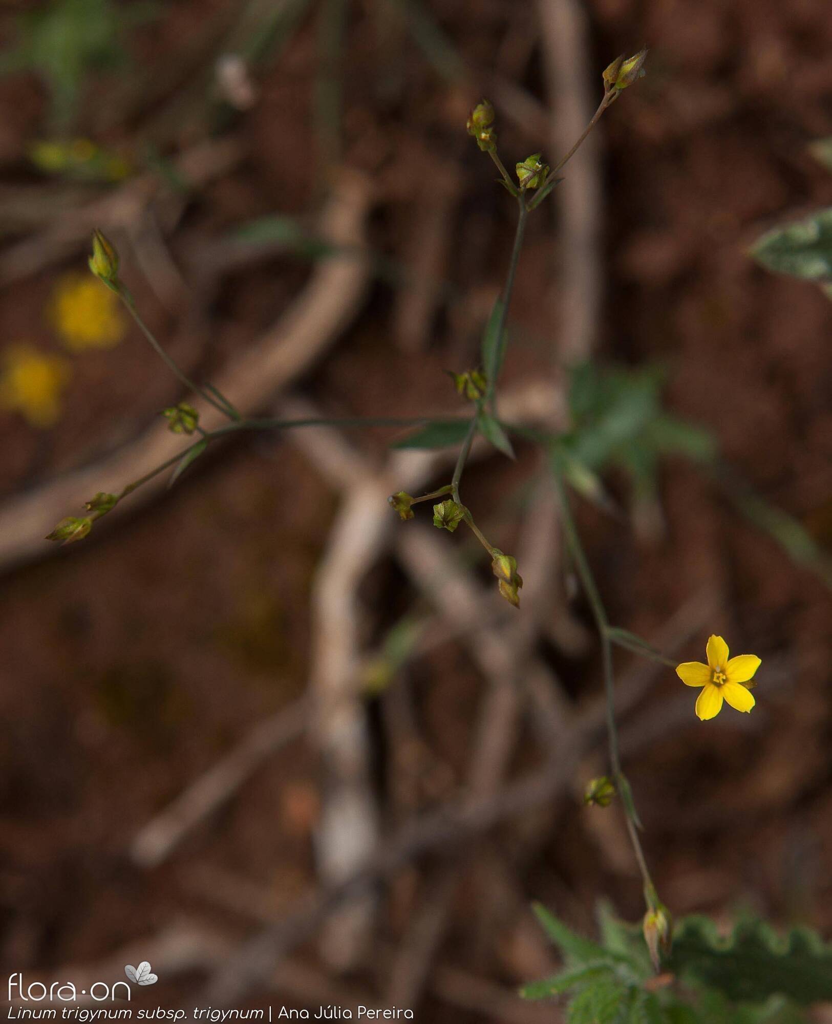 Linum trigynum - Flor (geral) | Ana Júlia Pereira; CC BY-NC 4.0