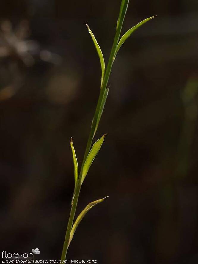 Linum trigynum - Folha (geral) | Miguel Porto; CC BY-NC 4.0