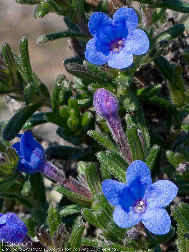 Lithodora prostrata