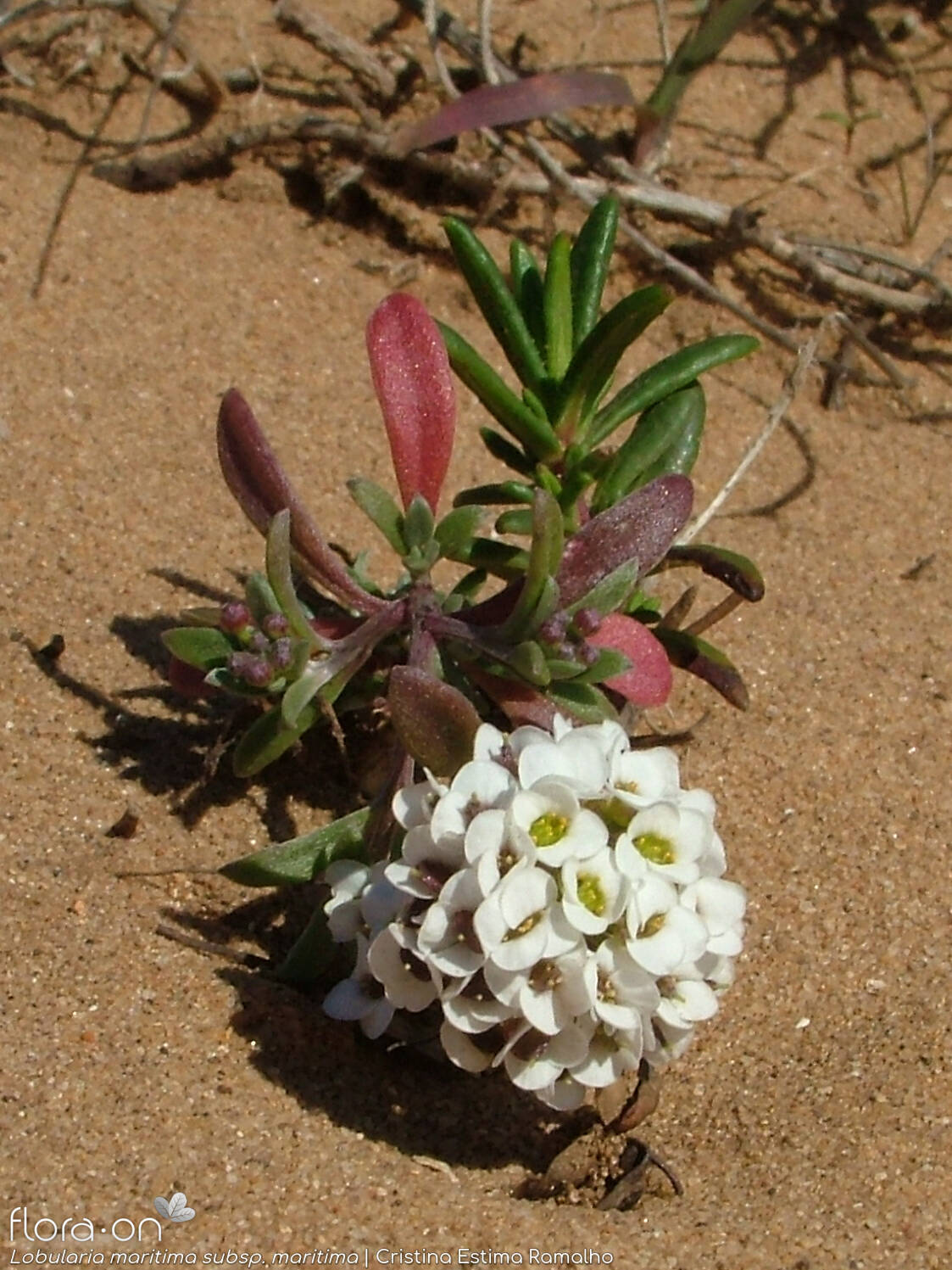 Lobularia maritima