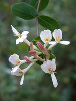 Lonicera implexa