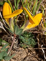 Lotus corniculatus