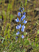 Lupinus angustifolius