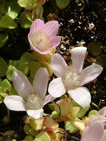 Lysimachia tenella