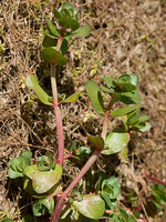 Lythrum borysthenicum