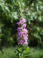 Lythrum salicaria