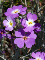 Malcolmia littorea