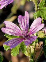 Malva sylvestris