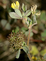 Medicago minima