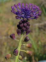 Muscari comosum