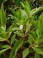 Myoporum laetum-(1)