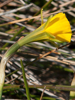 Narcissus bulbocodium
