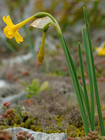 Narcissus calcicola