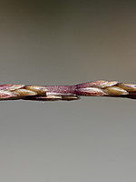 Narduroides salzmannii