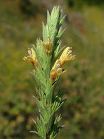 Nothobartsia asperrima