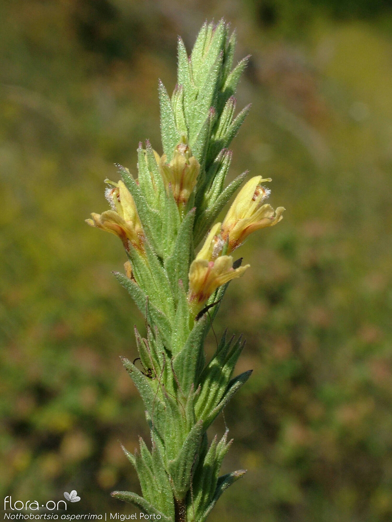Nothobartsia asperrima