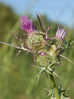 Notobasis syriaca