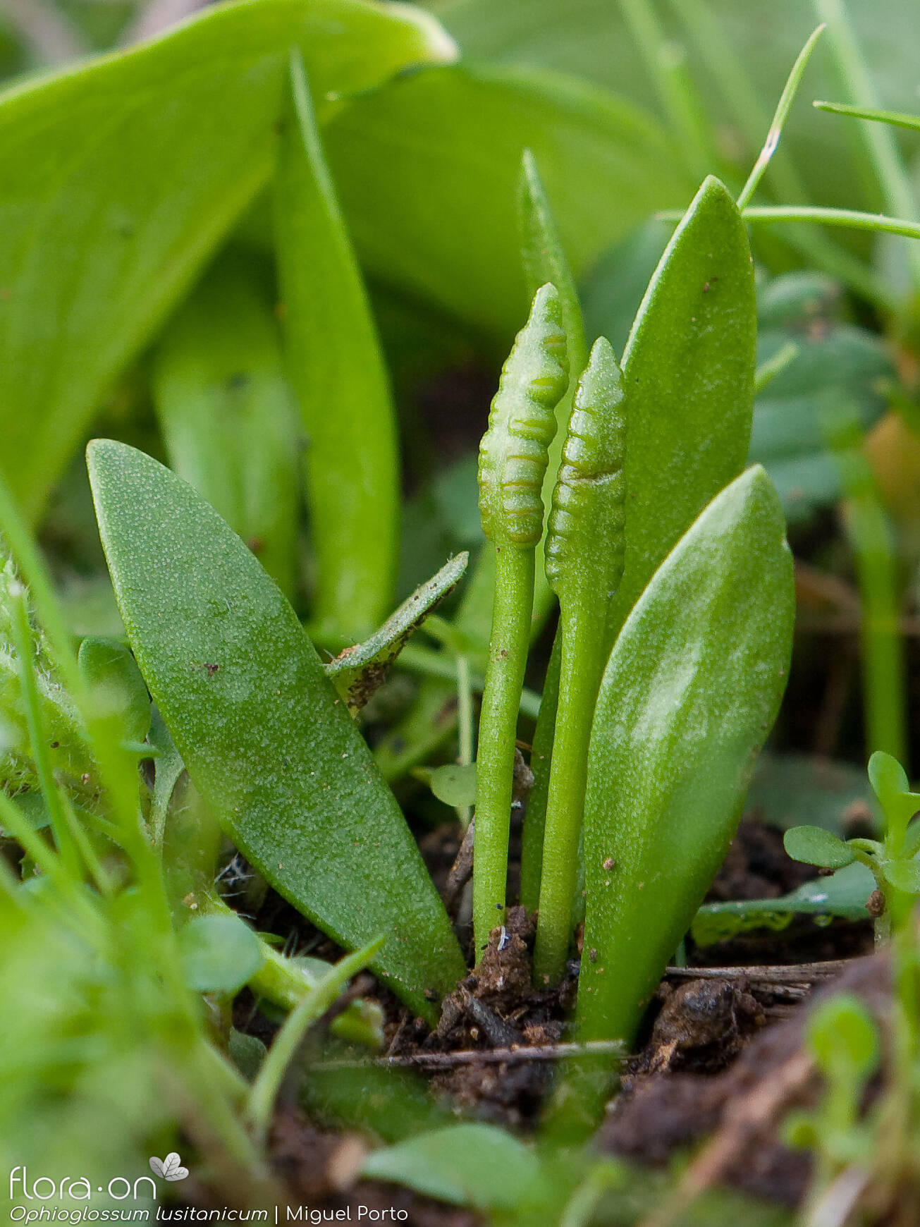 Ophioglossum lusitanicum