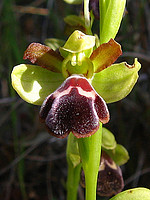 Ophrys fusca