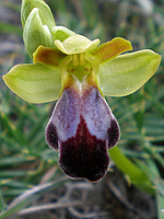 Ophrys fusca