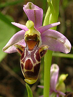 Ophrys scolopax