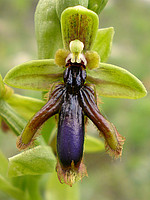 Ophrys speculum