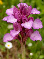 Orchis papilionacea