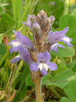 Orobanche ramosa