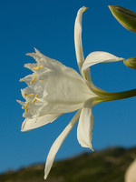 Pancratium maritimum
